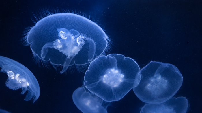 Aquarium