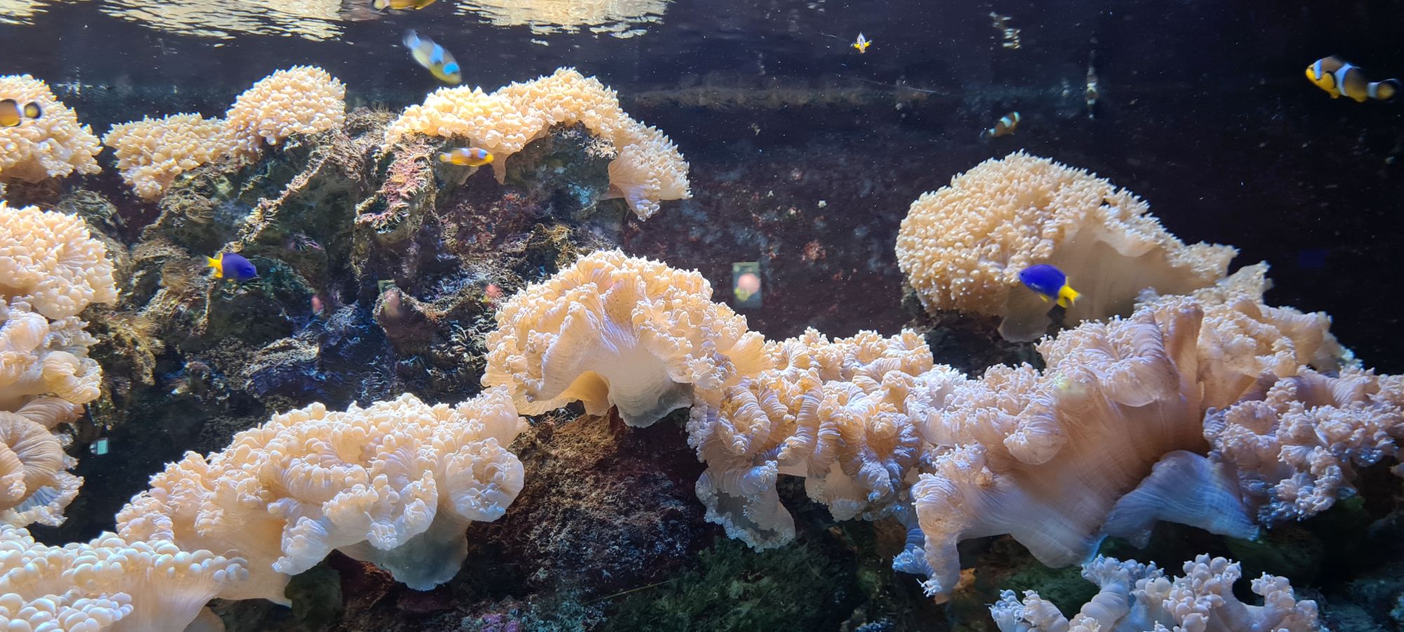  GAO Aquarium